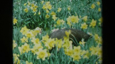 1969: a peacock hiding in a bed of yellow flowers CALIFORNIA
