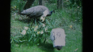 1969: Peacocks Searching for Food in California Forest