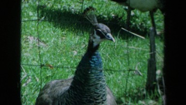 1969: A Peacock Strutting in a California Backyard