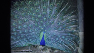 1969: A Peacock Dancing Beautifully on Grass in California