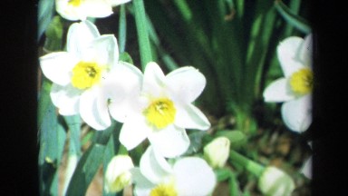 1969: Women in Dresses and Children Walking Through Field of Blowing White Flowers