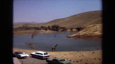 1971: Giraffes at a Nature Reserve with Cars Passing Nearby Laguna Hills