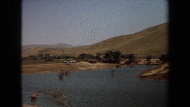 1971: Animals Drinking Water from River Side of Mountain, Laguna Hills