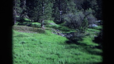 1969: Green Meadow Area with Leafless Brush California