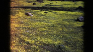 1969: Cute Dog Playing Joyfully in California Garden