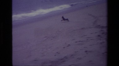1977: dog running to waves on beach LAGUNA BEACH CALIFORNIA