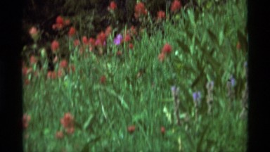 1975: Field with Yellow and Red Flowers; Sign: Attack! (by a Squirrel) AGATE