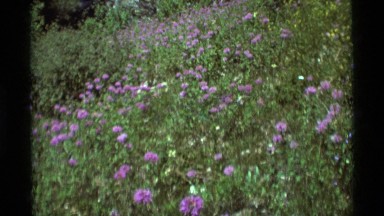 1975: lush foliage next to the water's edge. AGATE SPRINGS MONTANA