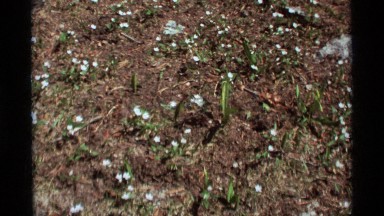 1975: A Small Plant with Cute White Flowers in Agate Springs, Montana
