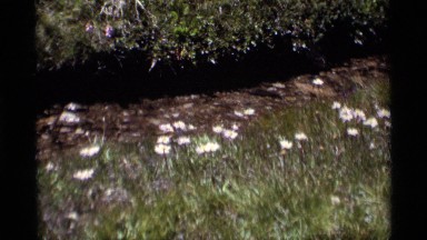 1975: daisy flowers grow in a field on a sunny day MINARET WILDERNESS CALIFORNIA