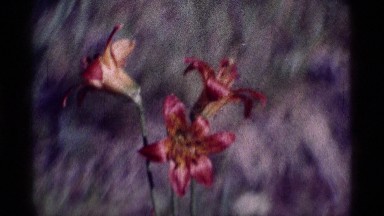 1975: a close up view of a couple of flowers that have some red colored petals