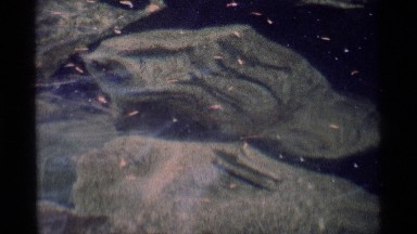 1975: looking through water to the substrate which is rock with some vegetative