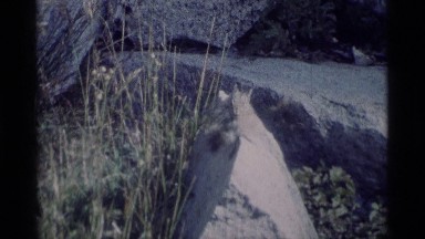 1975: cat on hunt MINARET WILDERNESS CALIFORNIA