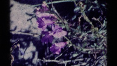 1975: close up of a pretty purple penstemon flower on a bush MINARET WILDERNESS