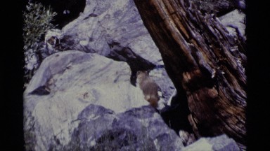 1975: boulder with log against it MINARET WILDERNESS CALIFORNIA
