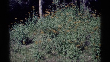 1975: flowers on long, green stalks grow along the edge of a line of trees