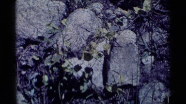 1975: plant growing out of a boulder; white flower MINARET WILDERNESS CALIFORNIA