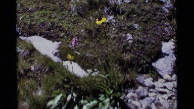 1975: various views of flora growing in a secluded place MINARET WILDERNESS