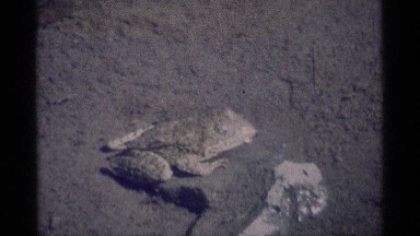 1975: small frog gets suddenly splashed by incoming water MINARET WILDERNESS
