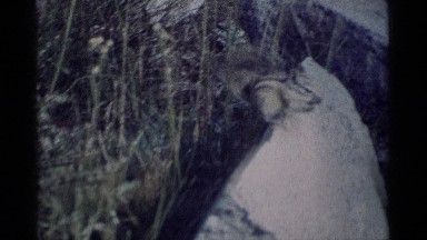 1975: chipmunk on a promontory MINARET WILDERNESS CALIFORNIA