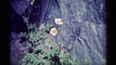 1975: beautiful flowers in front of rocks. MINARET WILDERNESS CALIFORNIA