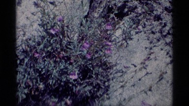 1975: Lavender Flowers in Bloom on a Bush in Minaret Wilderness California