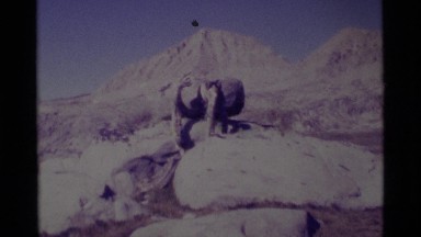 1975: a large icy pole has limb-like ropes hanging from it, near people