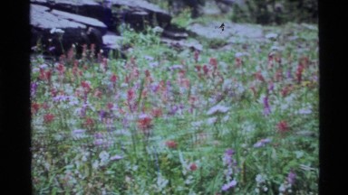 1972: a clearing in a forest covered in different types of wild flowers