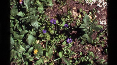 1972: view of beautiful flower attached to its green stem HOLLAND LAKE MONTANA