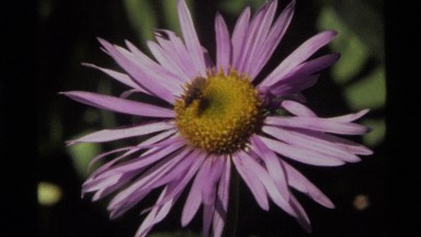 1972: bee & flower HOLLAND LAKE MONTANA