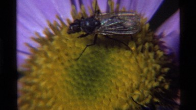 1972: a mall fly is sitting in flower as other flies are also on the other side