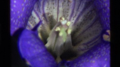 1972: a plant with purple colour flower showing its beauty to the nature HOLLAND