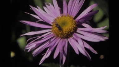 1972: the process on how a bee collects nectar on a beautiful purple flower.