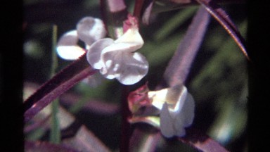 1972: a beautiful purple and white flower in the middle of the day. HOLLAND LAKE