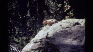 1972: chipmunk on a boulder HOLLAND LAKE MONTANA