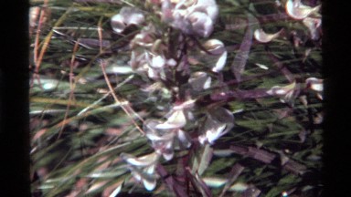 1972: white flowers on a stalk HOLLAND LAKE MONTANA