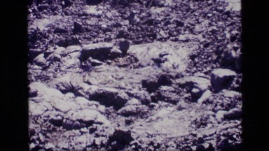 1972: a poisonous and large reptile hidden into a accumulation of rocks IDAHO