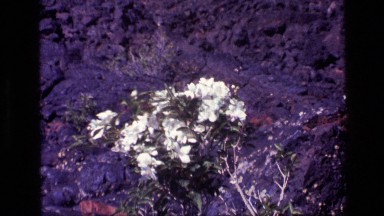 1972: cluster of white flowers on long stems shaking in the wind on barren land