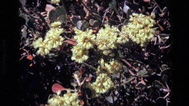 1972: a large bee and a fly walk around on a pale yellow flower IDAHO