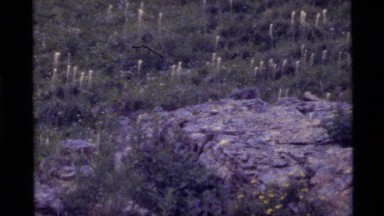 1972: Pair of Squirrels Peek Above, Hide Behind, and Stand on Boulder in Field