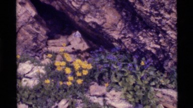 1972: there are different colours of flower plants in the middle of mountain