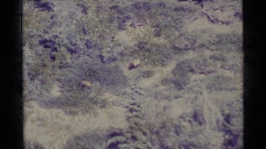 1977: the wild life ALASKA