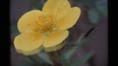 1977: zoom in to a yellow flower motion ALASKA