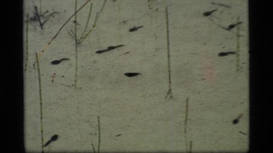 1977: tadpoles swimming in shallow river stream GLACIER BAY ALASKA
