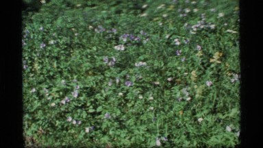 1977: lavender flowers in bloom on a bush ALASKA