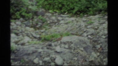 1977: turkey-like bird moving across some rocks in the forested outdoors GLACIER