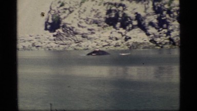 1977: baby whale stranded in a shallow lake without his or her's mother, food