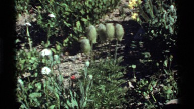 1977: five green buds on stems sit surrounded by flowers SAPPHIRE LAKE MONTANA
