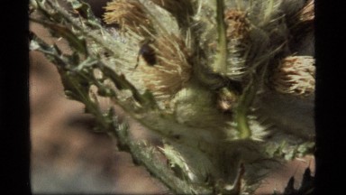 1977: a bee fights his way to the interior of a flower to gather pollen SAPPHIRE