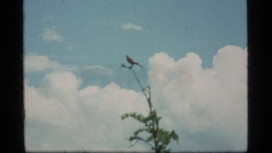 1977: bird perched on a tree SAPPHIRE LAKE MONTANA